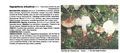 Hygrophorus arbustivus